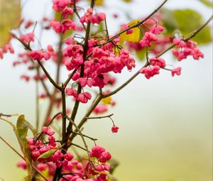 Preview wallpaper berries, branch, drops, pink, macro