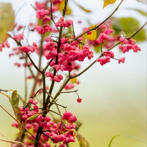 Preview wallpaper berries, branch, drops, pink, macro