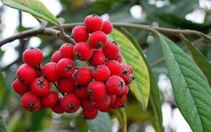 Preview wallpaper berries, branch, grapes, red