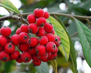 Preview wallpaper berries, branch, grapes, red