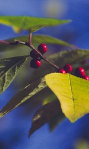 Preview wallpaper berries, branch, leaves