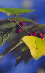 Preview wallpaper berries, branch, leaves