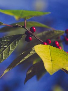 Preview wallpaper berries, branch, leaves