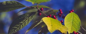 Preview wallpaper berries, branch, leaves