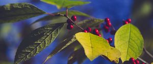 Preview wallpaper berries, branch, leaves