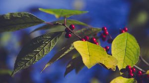 Preview wallpaper berries, branch, leaves