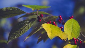 Preview wallpaper berries, branch, leaves