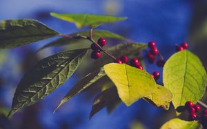 Preview wallpaper berries, branch, leaves