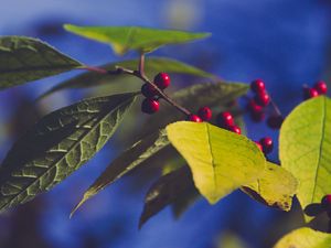 Preview wallpaper berries, branch, leaves