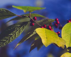 Preview wallpaper berries, branch, leaves