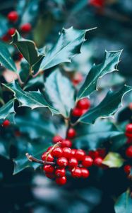 Preview wallpaper berries, branch, macro, leaves, bush