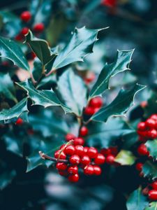 Preview wallpaper berries, branch, macro, leaves, bush