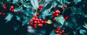 Preview wallpaper berries, branch, macro, leaves, bush