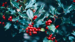 Preview wallpaper berries, branch, macro, leaves, bush