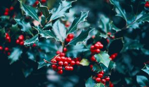 Preview wallpaper berries, branch, macro, leaves, bush
