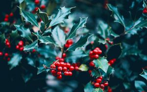 Preview wallpaper berries, branch, macro, leaves, bush