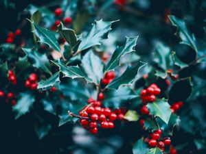 Preview wallpaper berries, branch, macro, leaves, bush