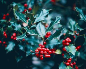 Preview wallpaper berries, branch, macro, leaves, bush