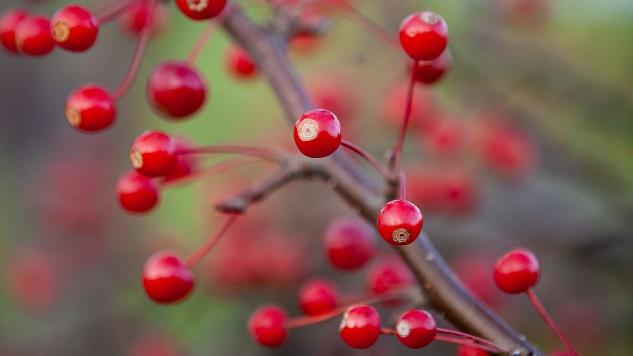 Wallpaper berries, branch, macro, red, blur