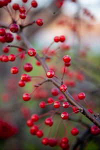Preview wallpaper berries, branch, macro, red, blur