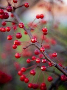 Preview wallpaper berries, branch, macro, red, blur