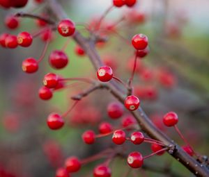 Preview wallpaper berries, branch, macro, red, blur