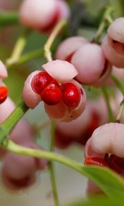 Preview wallpaper berries, branch, plant, sweet