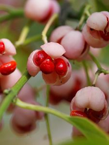 Preview wallpaper berries, branch, plant, sweet