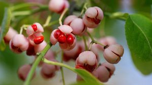 Preview wallpaper berries, branch, plant, sweet