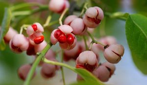 Preview wallpaper berries, branch, plant, sweet