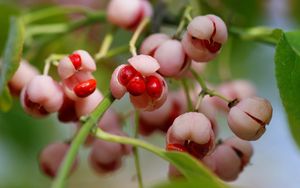 Preview wallpaper berries, branch, plant, sweet