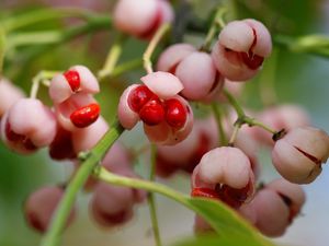 Preview wallpaper berries, branch, plant, sweet