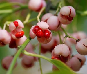 Preview wallpaper berries, branch, plant, sweet