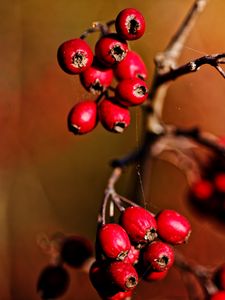 Preview wallpaper berries, branch, red, macro, blur