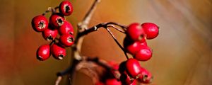 Preview wallpaper berries, branch, red, macro, blur