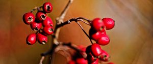 Preview wallpaper berries, branch, red, macro, blur