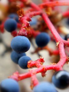 Preview wallpaper berries, branch, ripe