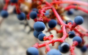 Preview wallpaper berries, branch, ripe