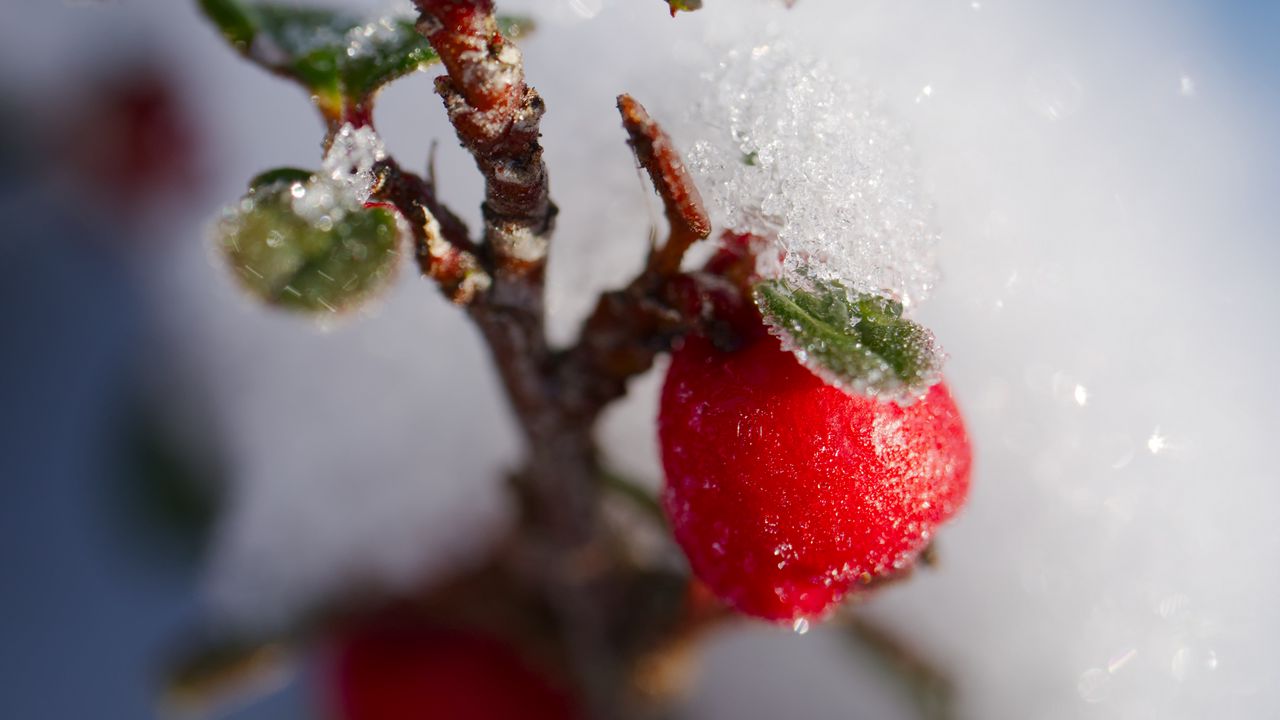Wallpaper berries, branch, snow, winter, macro, plant, nature