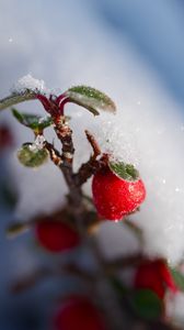 Preview wallpaper berries, branch, snow, winter, macro, plant, nature