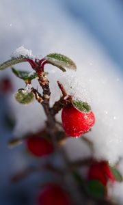 Preview wallpaper berries, branch, snow, winter, macro, plant, nature
