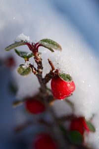 Preview wallpaper berries, branch, snow, winter, macro, plant, nature