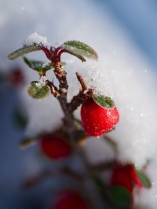 Preview wallpaper berries, branch, snow, winter, macro, plant, nature