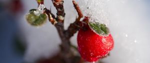 Preview wallpaper berries, branch, snow, winter, macro, plant, nature