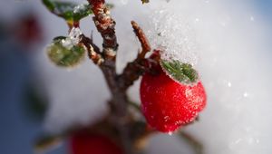 Preview wallpaper berries, branch, snow, winter, macro, plant, nature