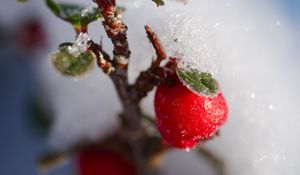 Preview wallpaper berries, branch, snow, winter, macro, plant, nature