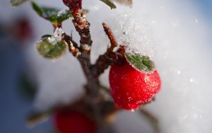 Preview wallpaper berries, branch, snow, winter, macro, plant, nature