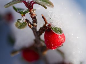Preview wallpaper berries, branch, snow, winter, macro, plant, nature