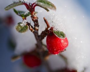 Preview wallpaper berries, branch, snow, winter, macro, plant, nature