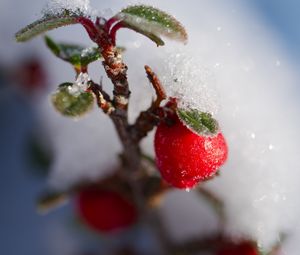 Preview wallpaper berries, branch, snow, winter, macro, plant, nature